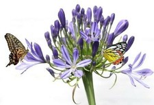 10 Zwiebeln Regen- Lilien Blumenzwiebeln winterhart duftend schnellwüchsig !