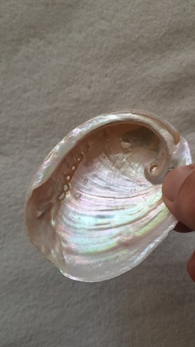 Abalone muschel meerohr ca - ca, 8
