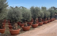Sunny Tree - Olivenbaum  -