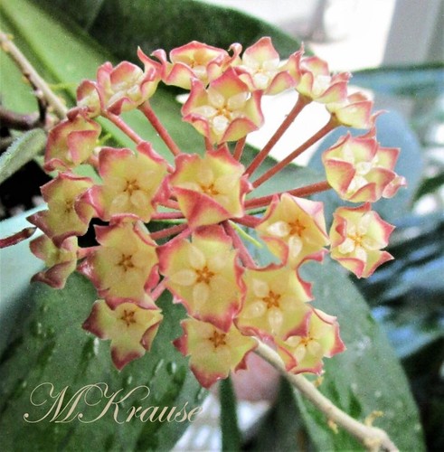 Hoya finlaysonii shown 4 - in, 4"