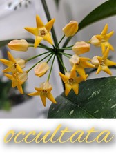 heavenly HOYA Hoya occultata