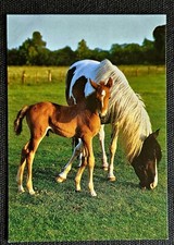 Pferdepostkarte, AK Pferde