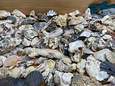 1kg gemischte Muscheln klein und groß Naturdeko Maritim Basteln Aquarium