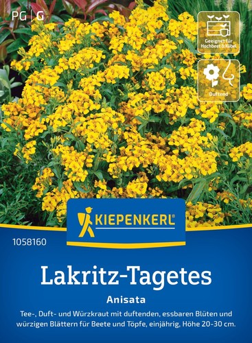 Lakritz tagetes anisata - lakritz,