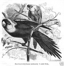 Karolinasittich Conuropsis carolinensis PAPAGEI  Holzstich von 1891 Ornithologie