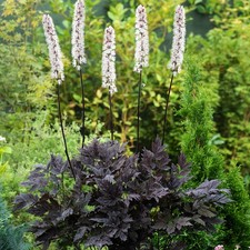 Actaea Staude Schattenpflanze
