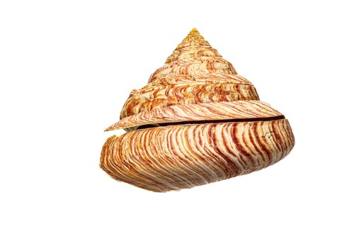 Entemnotrochus rumphii rumphii
