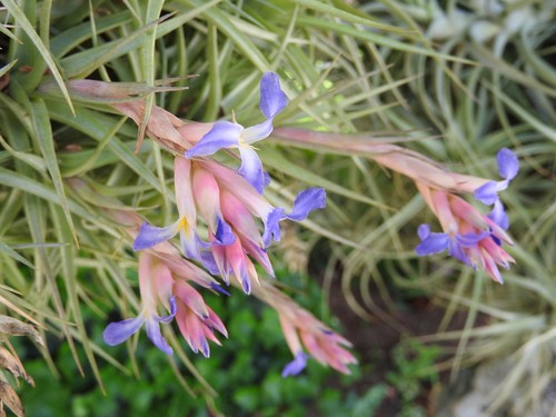 Tillandsia tillandsie - tillandsia, /