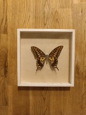 Schmetterling hinter Glas