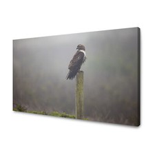 Leinwandbild Tiere Habicht