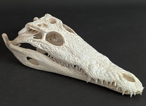 Krokodilschädel crocodylus - krokodilschädel,