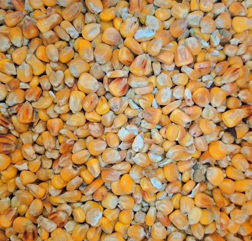 Futtermais ganzkorn - 25,