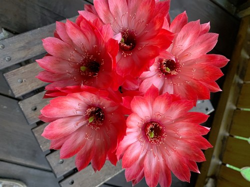 Echinopsis,Tricocereus
