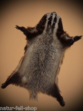 XXL Dachsfell, Europäischer