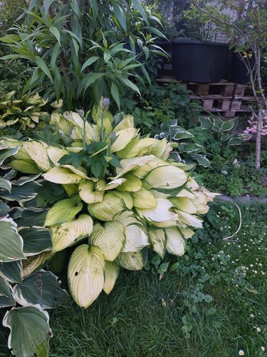 Pflanze goldblatt funkie hosta - pflanze,