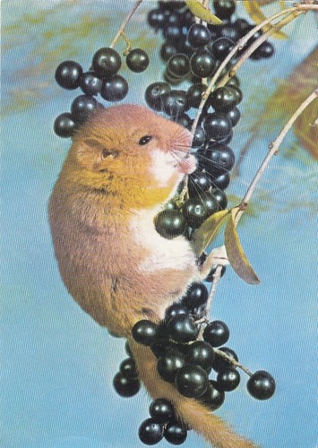 Tiere haselmaus gl1977 - haselmaus, f3208