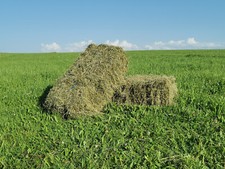 Heu 2.Schnitt 2025 | Allgäuer Wiesenheu | Heuballen | Futter | Ballen | Grummet