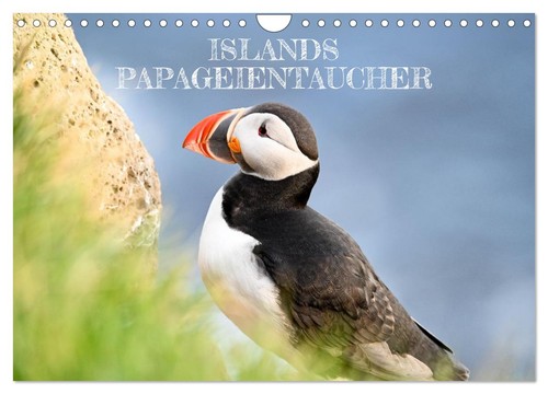 Islands papageientaucher - islands,