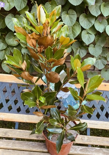Magnolia grandiflora - , –