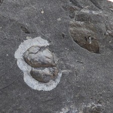 Schwertschwanz, Liomesaspis