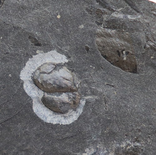 Schwertschwanz liomesaspis - schwertschwanz,,