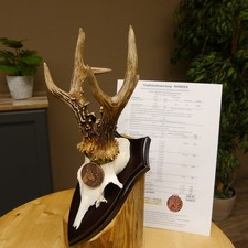 Rehgeweih Medaillenklasse