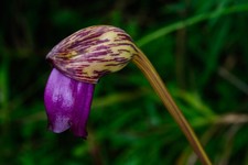 SAMEN  Waldgeist-Blume im Schatten der Bäume seltene Zierblume.