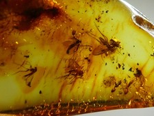 Bernstein Inkluse Insekt