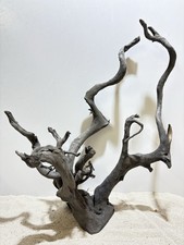 Schwarze Moorwurzel XL