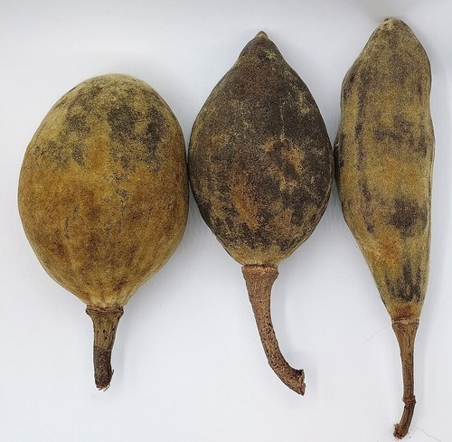10x baobab natur - baobab,