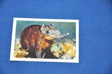 REWE Unsere WUNDERWELT Nr. 163 Rüsselhündchen Sticker