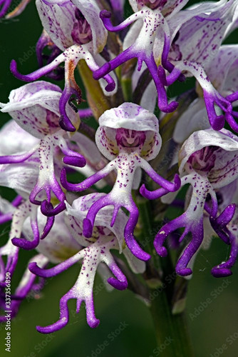 Orchis simia monkey orchid