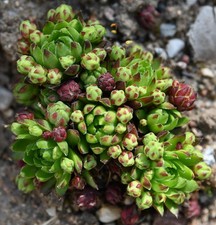Sempervivum, Dachwurz, Sorte