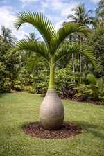 1 x Flaschenpalme (Hyophorbe