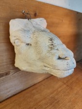 Gipsmodell Gipskopf Tierkopf Gips Präparat Präparator Schaf Bock Ziege ?