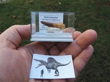 schöner Zahn vom Spinosaurus