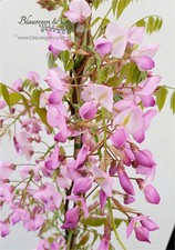 Blauregen-Wisteria-Glyzine venusta 'shova-beni' (Samtwisterie) 80 - 100 cm rosa