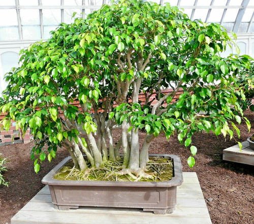 Samen birkenfeige ficus - birkenfeige, i!