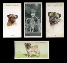 PUG CARLIN MOPS HUND DOG