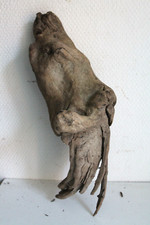 Schwemmholz Treibholz