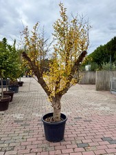 Granatapfelbaum - Punica