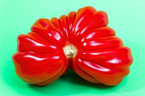 Pitanga rote fleischtomate - rote,