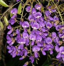 Pflanzen-Samen vom BLAUREGEN