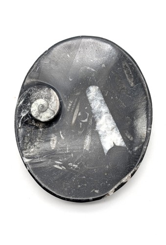 Sm0083 orthoceras seifenschale - orthoceras,