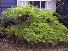 Super grüner Japanischer