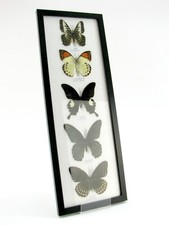 5 extra große wunderschöne