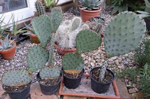 Opuntia macrocentra orogrande - opuntia,