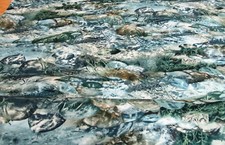 Wellen Wasser Steine Bachlauf