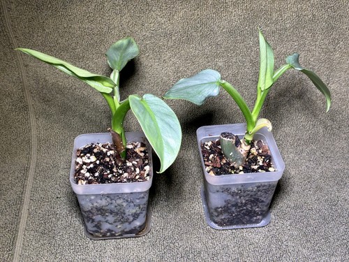 Philodendron hastatum silver - philodendron, "silver