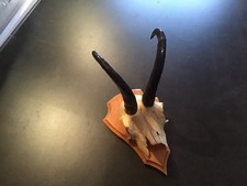 Gamsbock Geweih, Geschnitztes